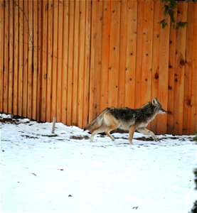 Coyote photo