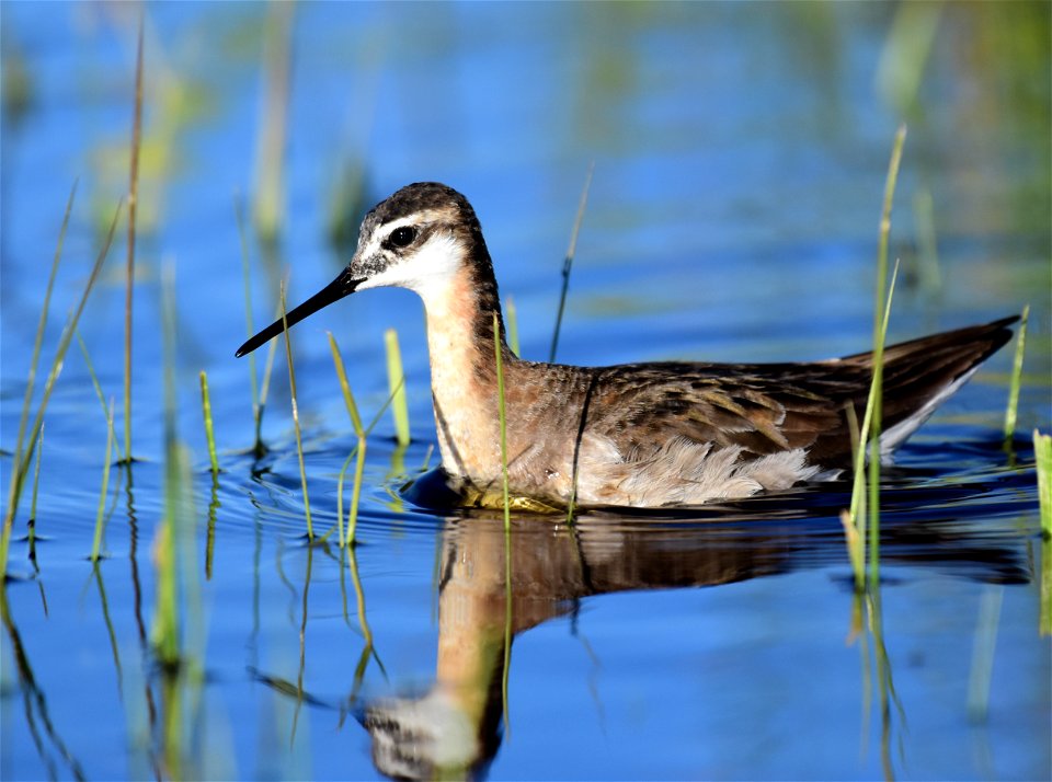 Wilson's phalarope at Seedskadee National Wildlife Refuge