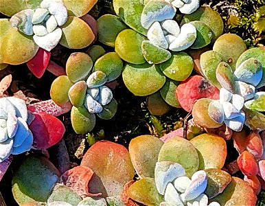 SEDUM at Point St George, del norte co, ca PHOTOSHOP WATERRCOLOR