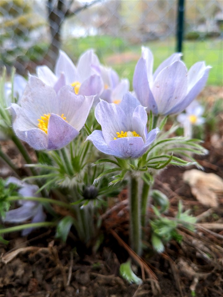 Pasque flowers in urban gardening