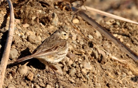 American Pipit Huron Wetland Management District
