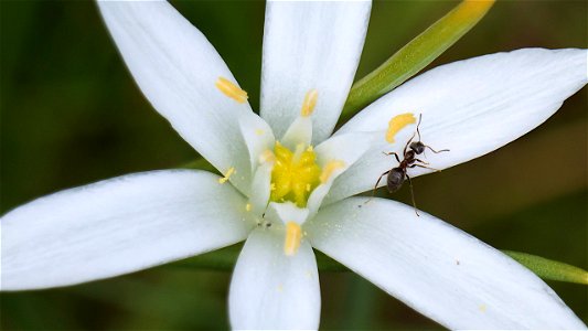 Dolden-Milchstern (Ornithogalum umbellatum) Blüte mit Ameise