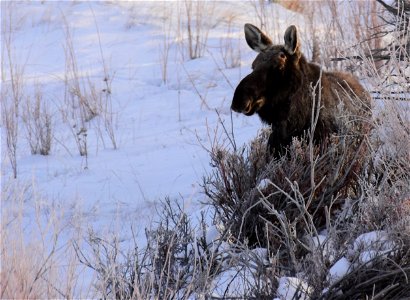 Moose at Seedskadee National Wildlife Refuge photo