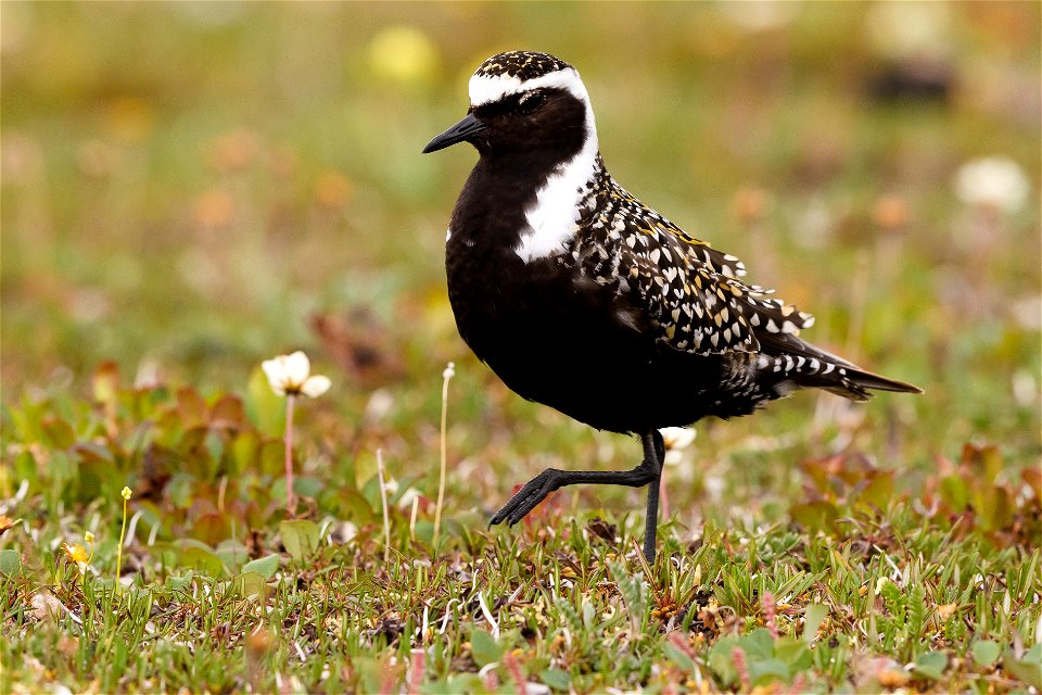American golden plover on Arctic coastal plain nesting grounds.