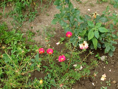 calea_dudesti2020_0705_100516_50342197968_o