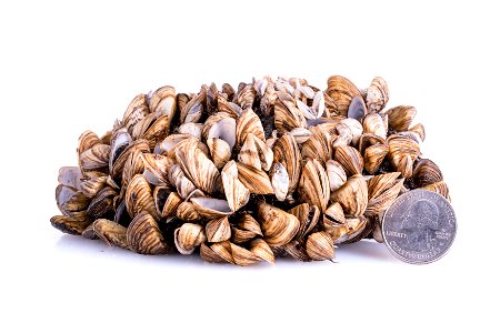 Zebra Mussels (Dreissena polymorpha) photo