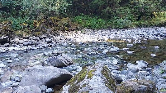 Clear Creek, Mt. Baker-Snoqualmie National Forest. Video by Anne Vassar Sept. 13, 2021. photo