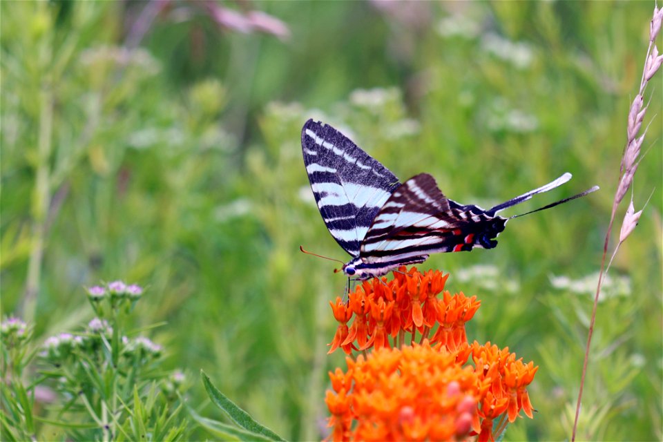 Zebra swallowtail butterfly on butterfly milkweed