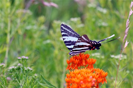 Zebra swallowtail butterfly on butterfly milkweed photo