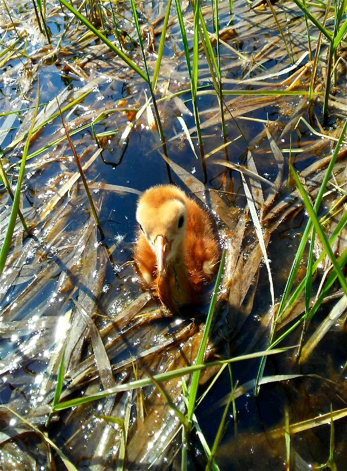 Sandhill Crane Colt