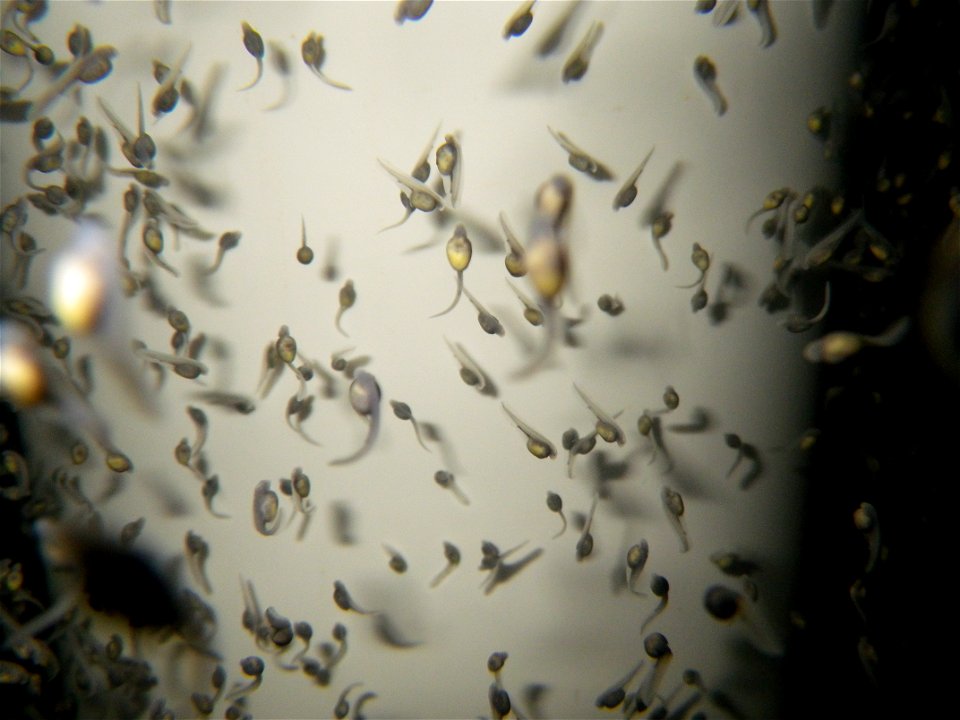 Day-Old Shovelnose Sturgeon Larvae