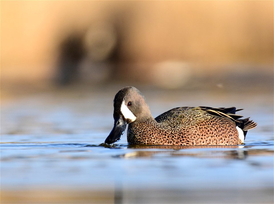 Blue-winged teal at Seedskadee National Wildlife Refuge