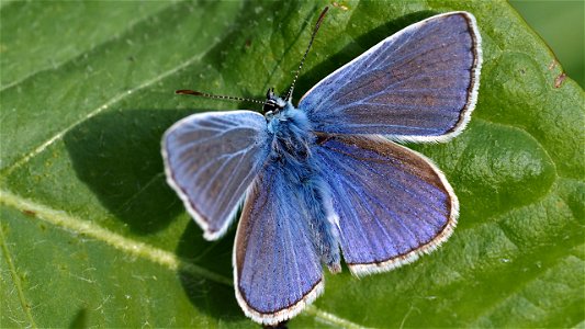 Polyommatus icarus (Bläuling) - Männchen