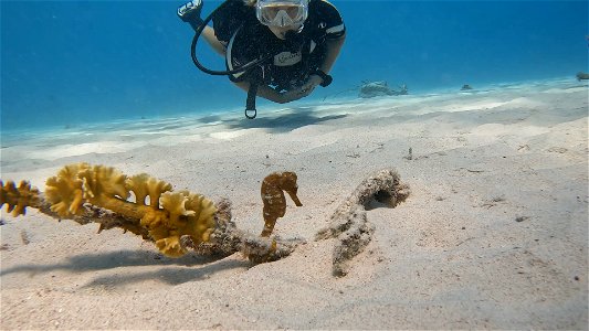 Me and seahorse Red Slave Bonaire. photo