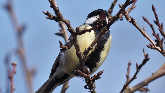 Ein sehr engagierter Sänger im Zwetschgenbaum