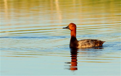 Redhead Duck Drake, Huron Wetland Management District South Dakota