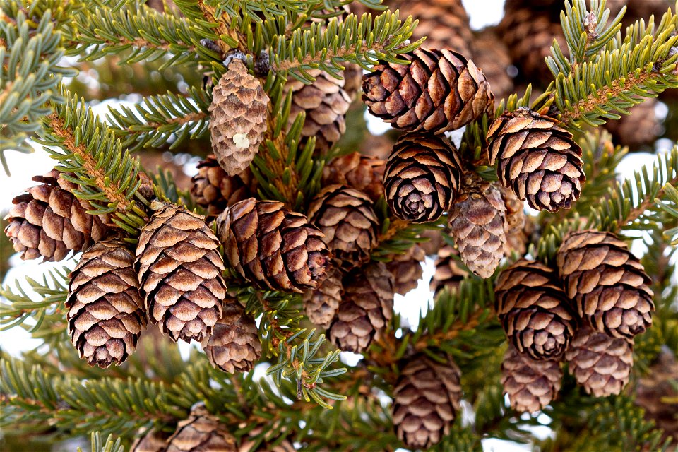Black spruce cones (Picea mariana).