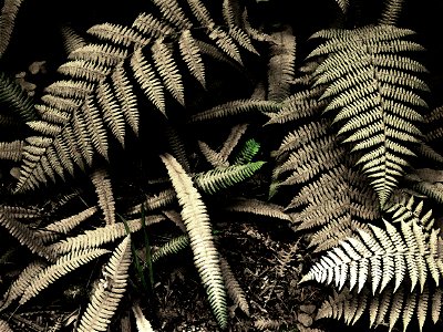 FERN STUDY- PHOTOSHOP WATERCOLOR (1)