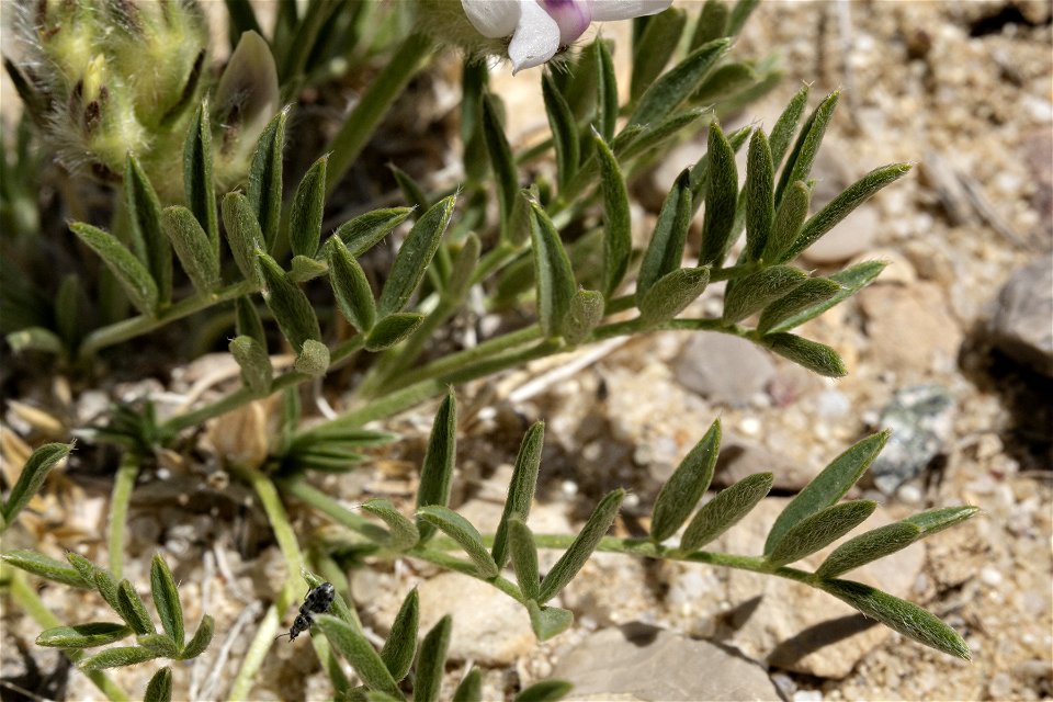 Oxytropis sericea