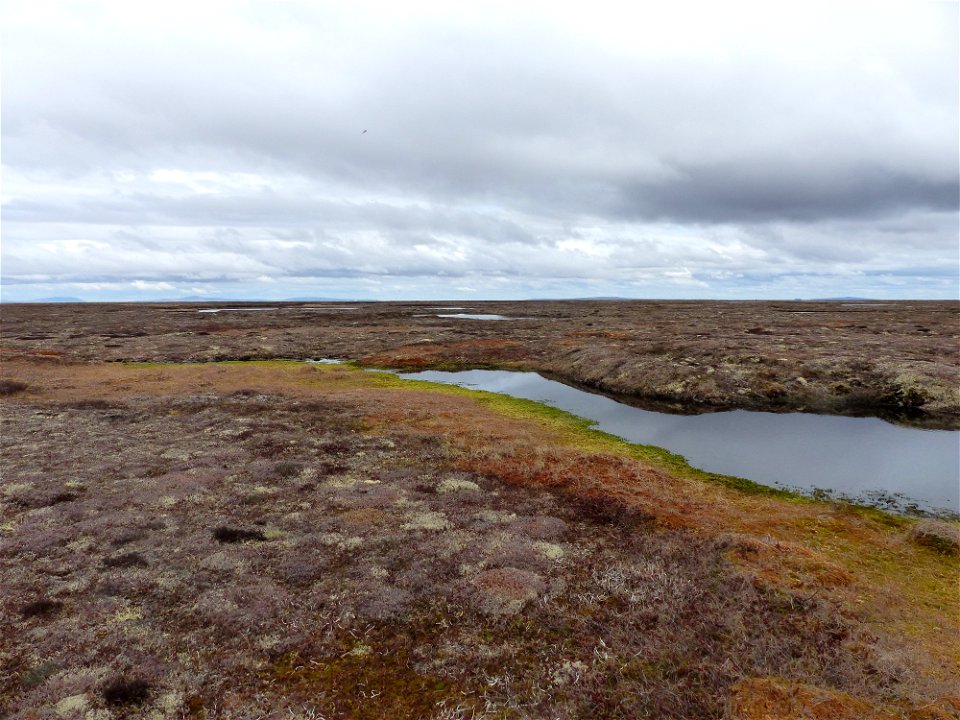 Kashunuk River upland tundra