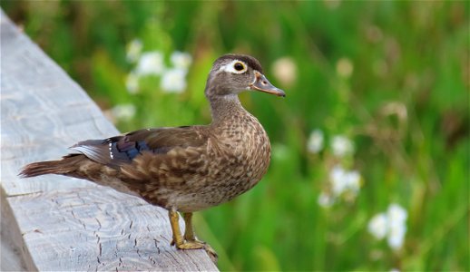 Female Wood Duck