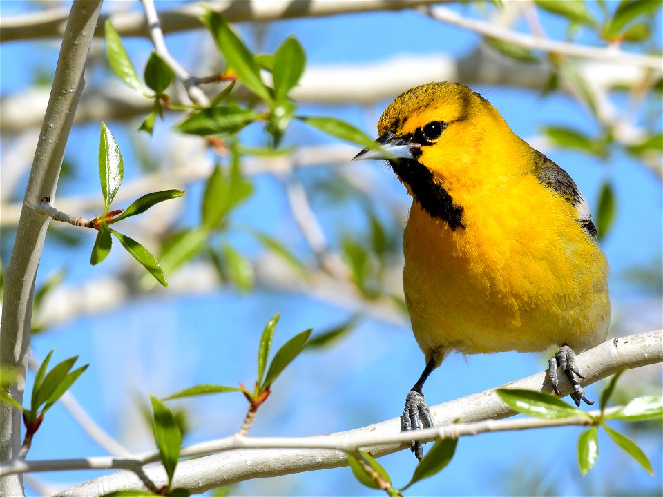 Bullock's oriole at Seedskadee National Wildlife Refuge