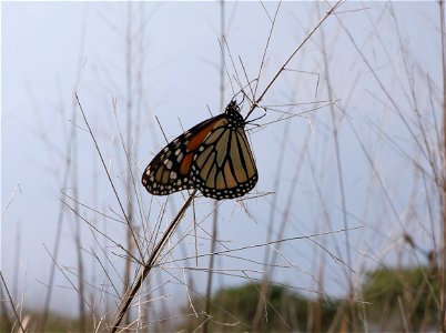Monarch Butterfly, Two Rivers National Wildlife Refuge, Illinois
