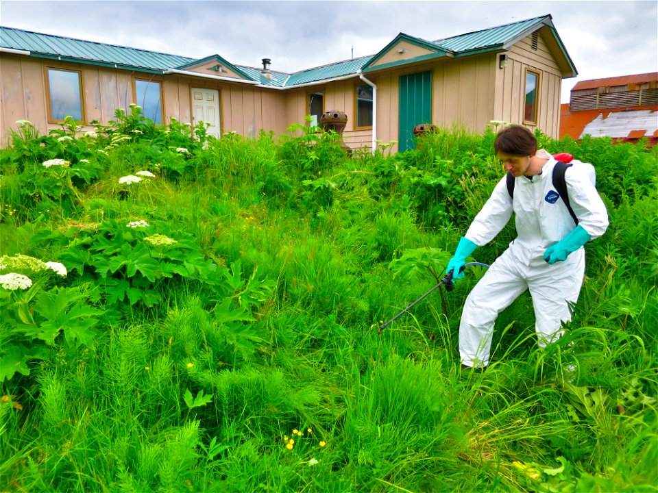 Invasives eradication