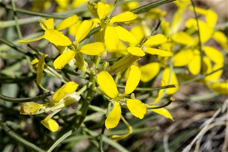 Erysimum asperum photo