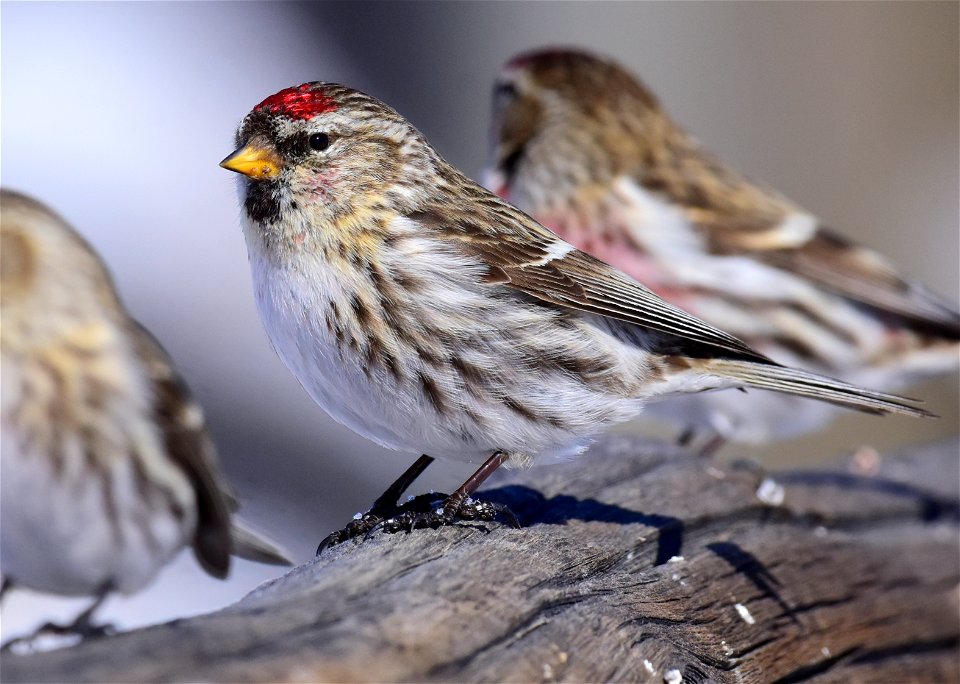 Common redpoll at Seedskadee National Wildlife Refuge