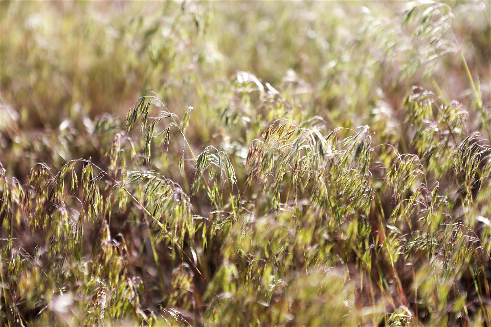 MAY 17: Cheatgrass growing in Mount Logan Wilderness Area