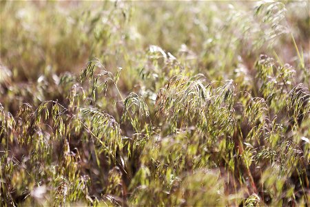 MAY 17: Cheatgrass growing in Mount Logan Wilderness Area photo
