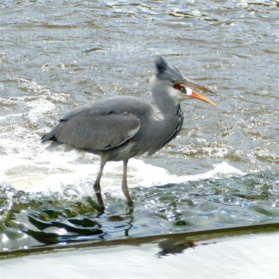 Juvenile with Fish 1b photo