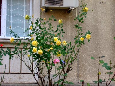 trandafiriMallVitan2010_1127_151743