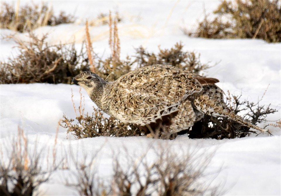 Greater sage-grouse on Seedskadee National Wildlife Refuge
