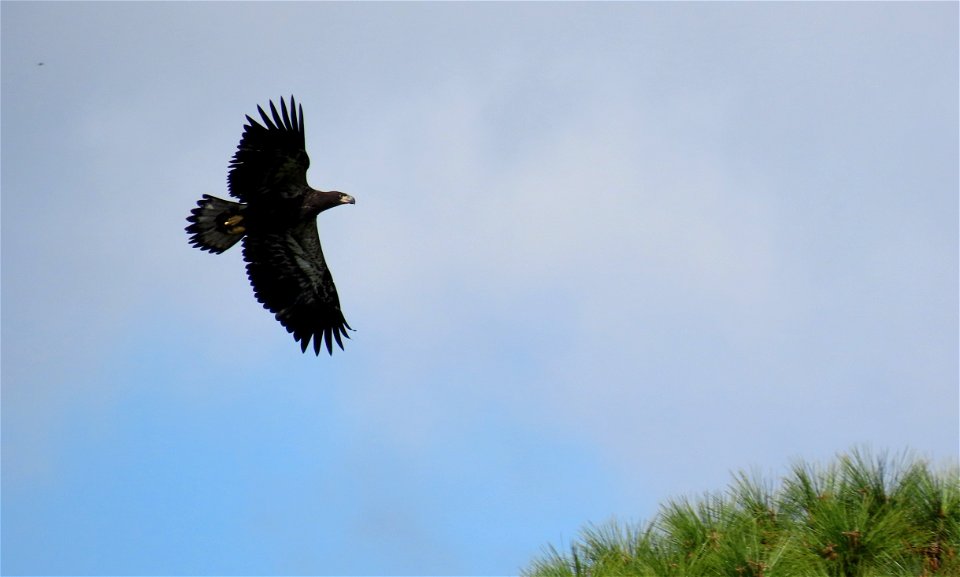 Bald Eagle