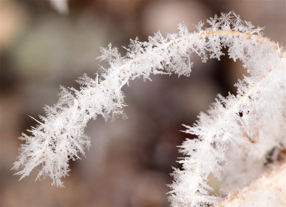 Hoar frost on Rocky Mountain Beeplant photo