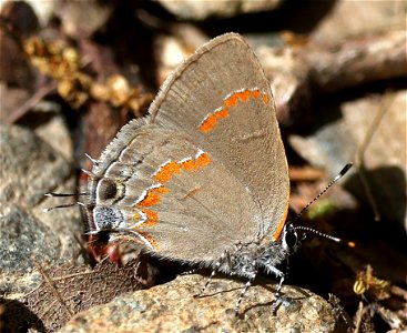 HAIRSTREAK, RED-BANDED (Calycopis cerrops) (05-05-2023) cades cove, great smoky mt nat park, blount co, tn -01