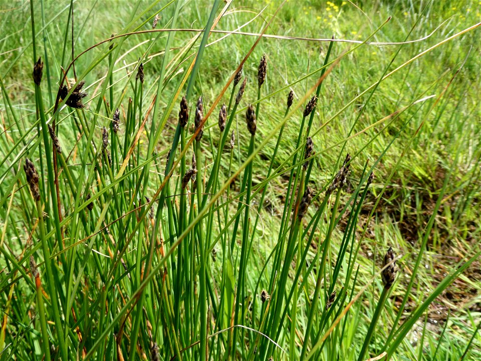 Eleocharis uniglumis (Link) Schult., 1824