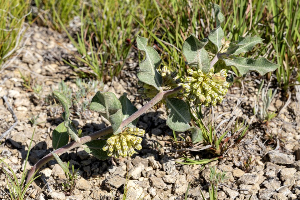 Asclepias viridiflora