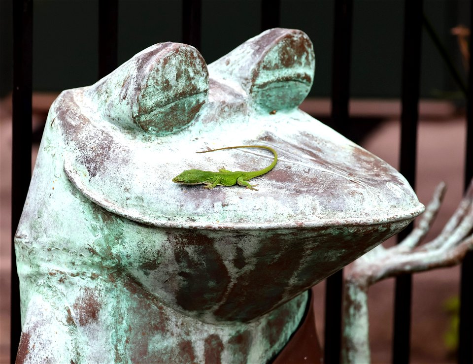 Oh, my, there is an anole on my nose (2)