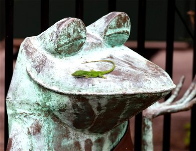 Oh, my, there is an anole on my nose (2)