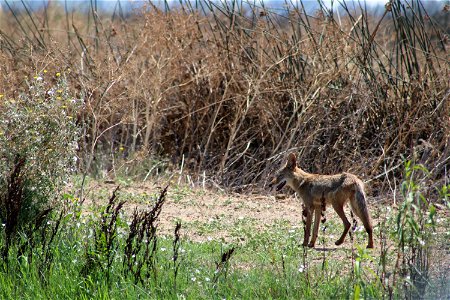 Coyote at Sacramento National Wildlife Refuge. Credit: John Heil/USFWS