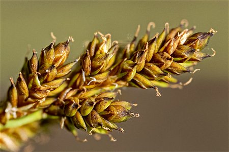 Carex canescens photo