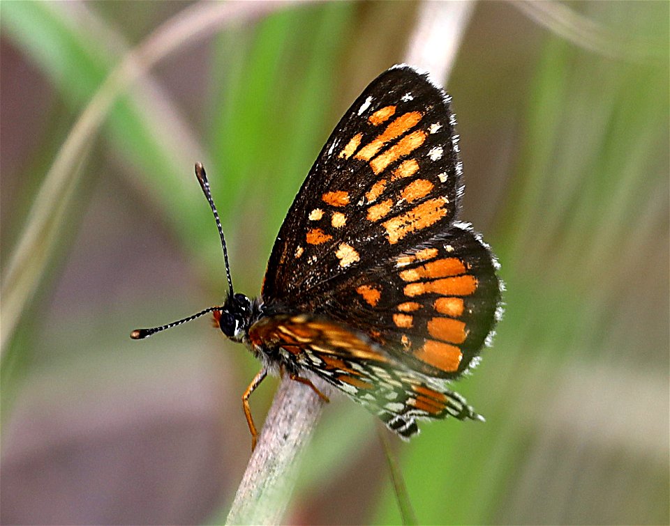 PATCH, DEFINITE (Chlosyne definita) (12-06-2022) dick kleberg park, kingville, king co, tx -06