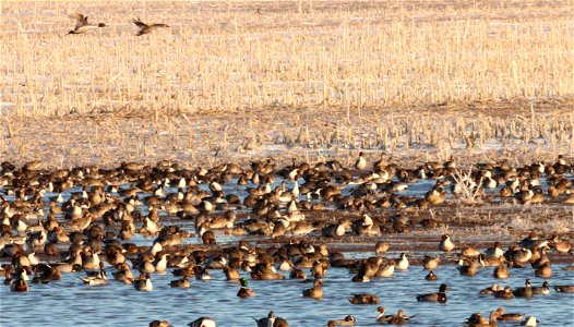Spring Dabbling Ducks Huron Wetland Management District