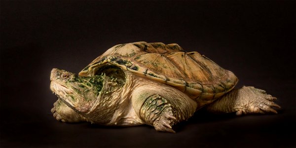 Leucistic juvenile common snapping turtle