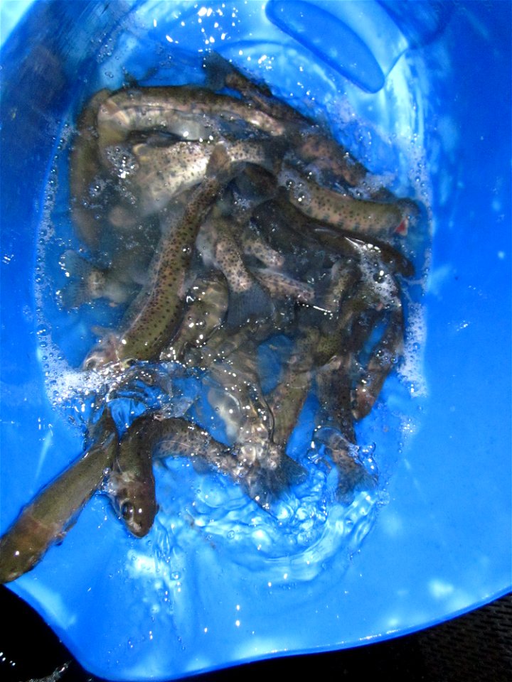 Snake River Cutthroat Trout Samples