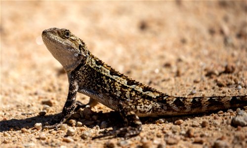 Jacky lizard photo