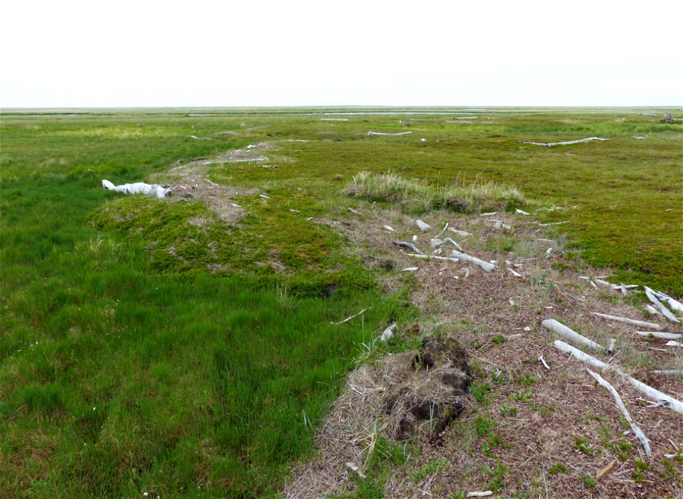 Storm surge wrack line
